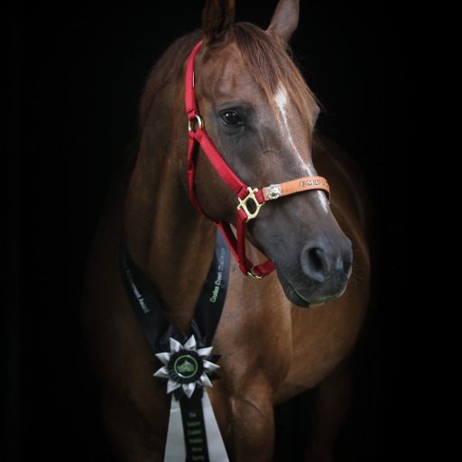 Horse Whisperer | Equestrian Expert