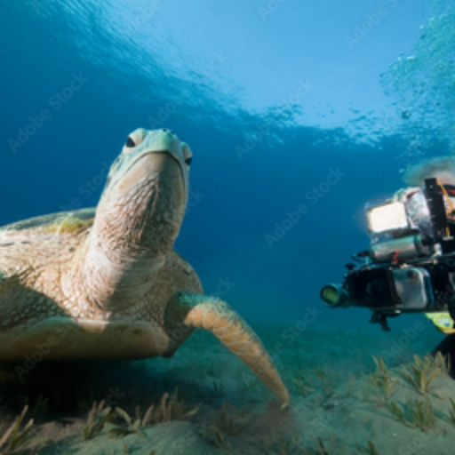 Underwater Videography Secrets